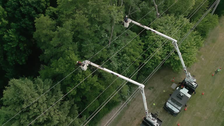 How Our Tree Care Process Works  in Meggett, SC